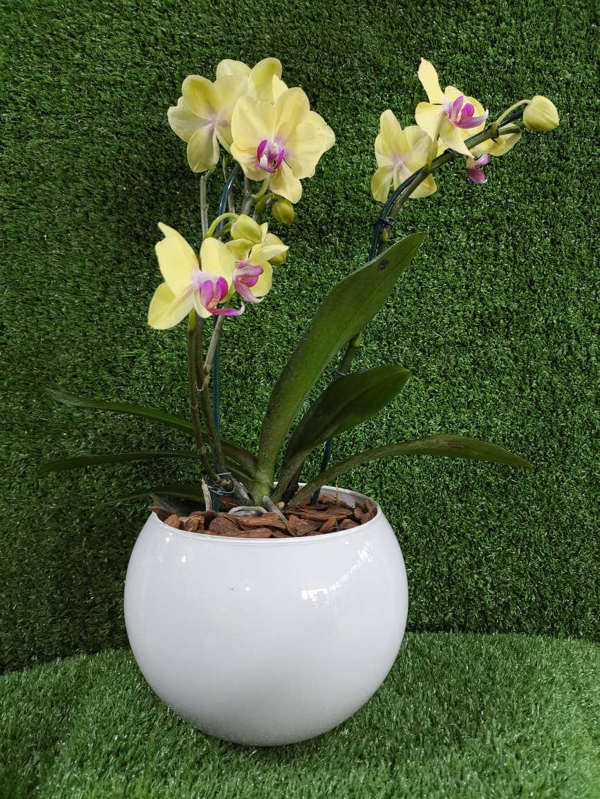 foto de um de uma planta orquidea